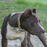 Zeron´s Pit Bull Kraus